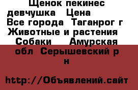 Щенок пекинес девчушка › Цена ­ 2 500 - Все города, Таганрог г. Животные и растения » Собаки   . Амурская обл.,Серышевский р-н